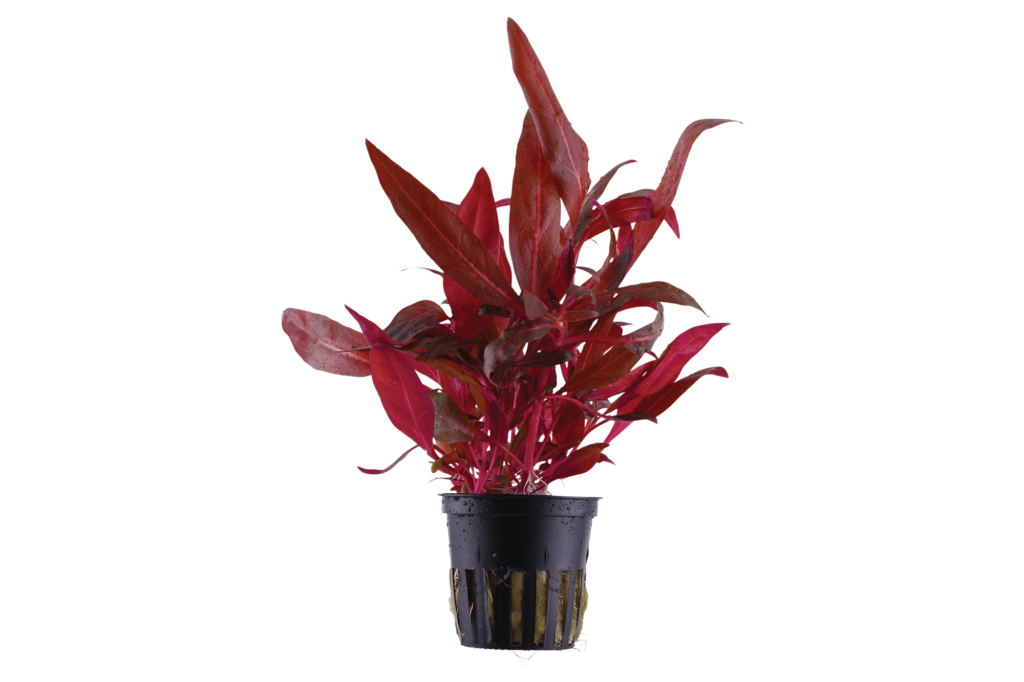 Five Potted Plants Mini Red Temple Plant Alternanthera Reinickii