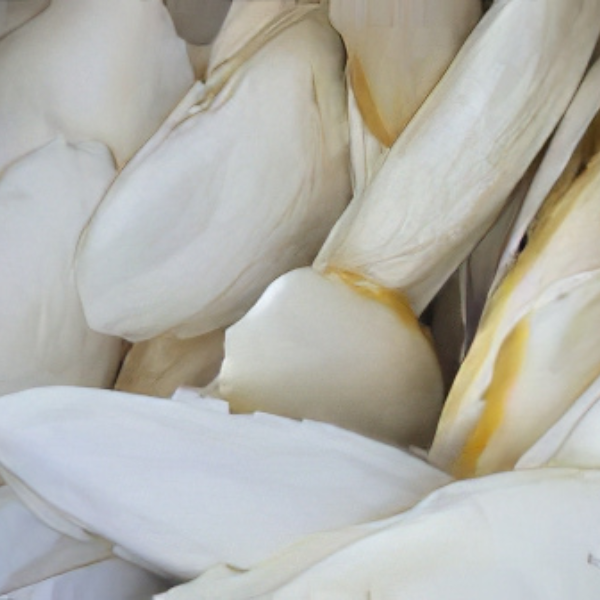 Cuttlebone - 2Pcs