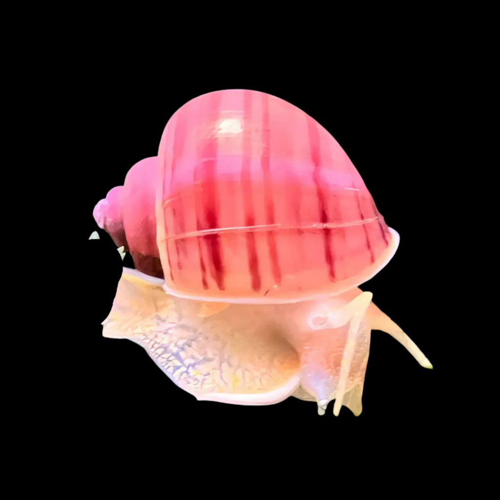 Amularis Sp Australs Pink (2 - 2.5cm)