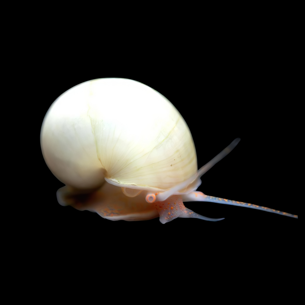 Apple Snail Amularis sp. australs yellow (2 - 2,5 cm)