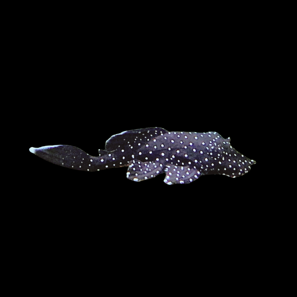 Bristlenose Ancistrus L213 (3 - 3.5cm)