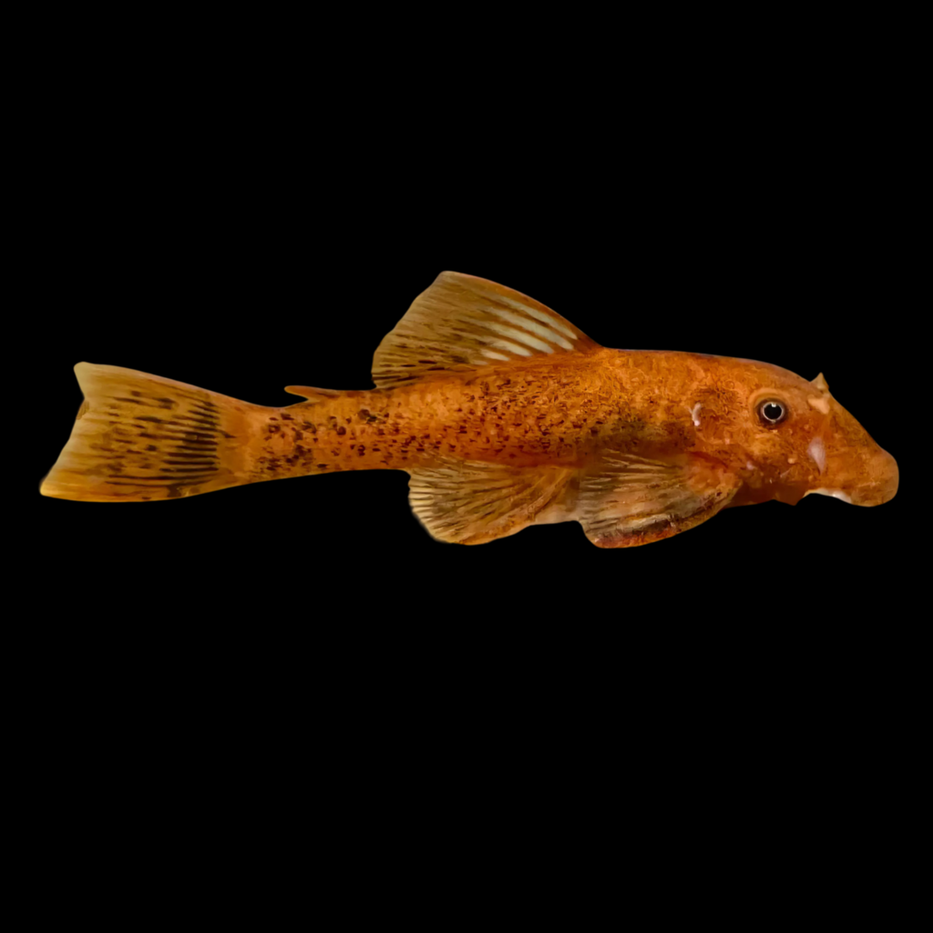 Bristlenose Catfish Red+Black Ancistrus Sp Red + Black (3 - 4cm)