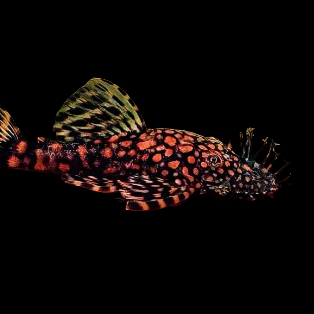Bristlenose Ancistrus Sp Rio Paraguay (3 - 4cm)