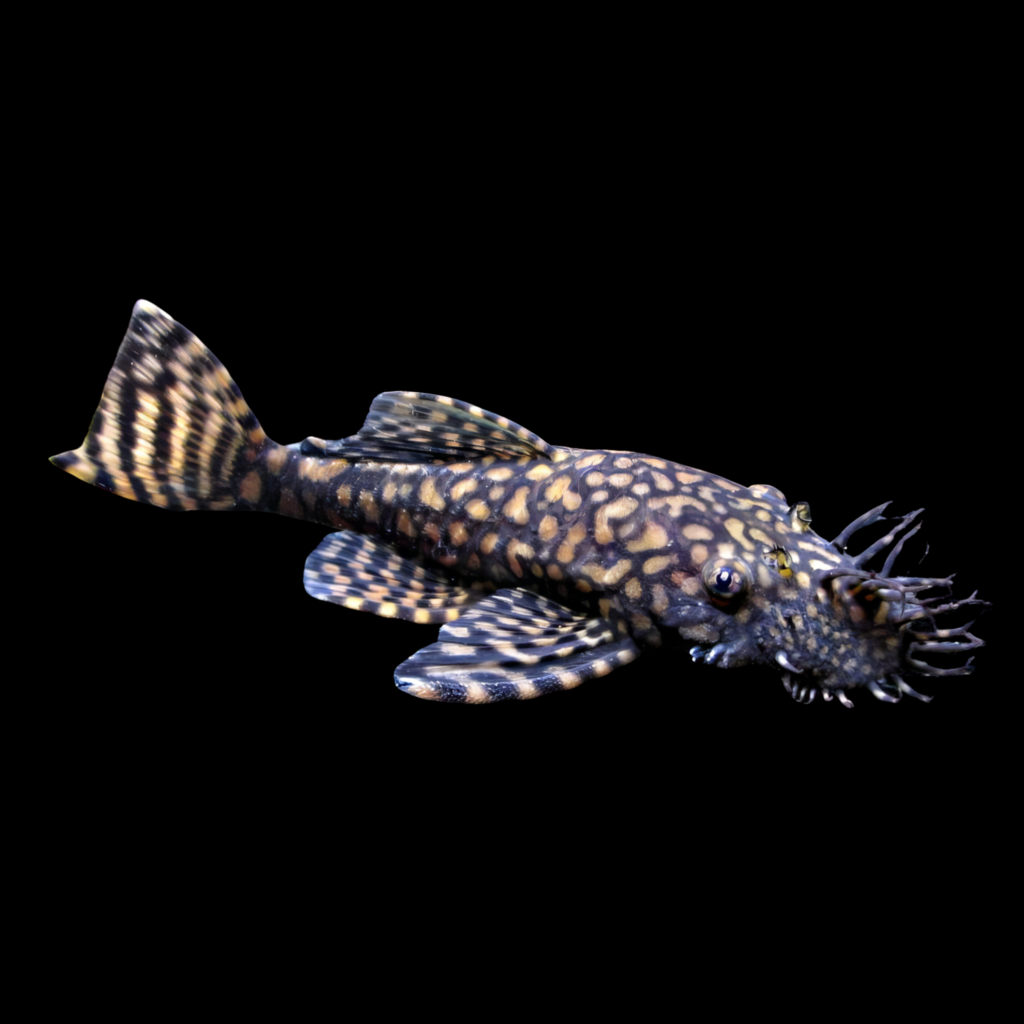 Bristlenose Ancistrus Sp Rio Tocantins (3 - 3.5cm)