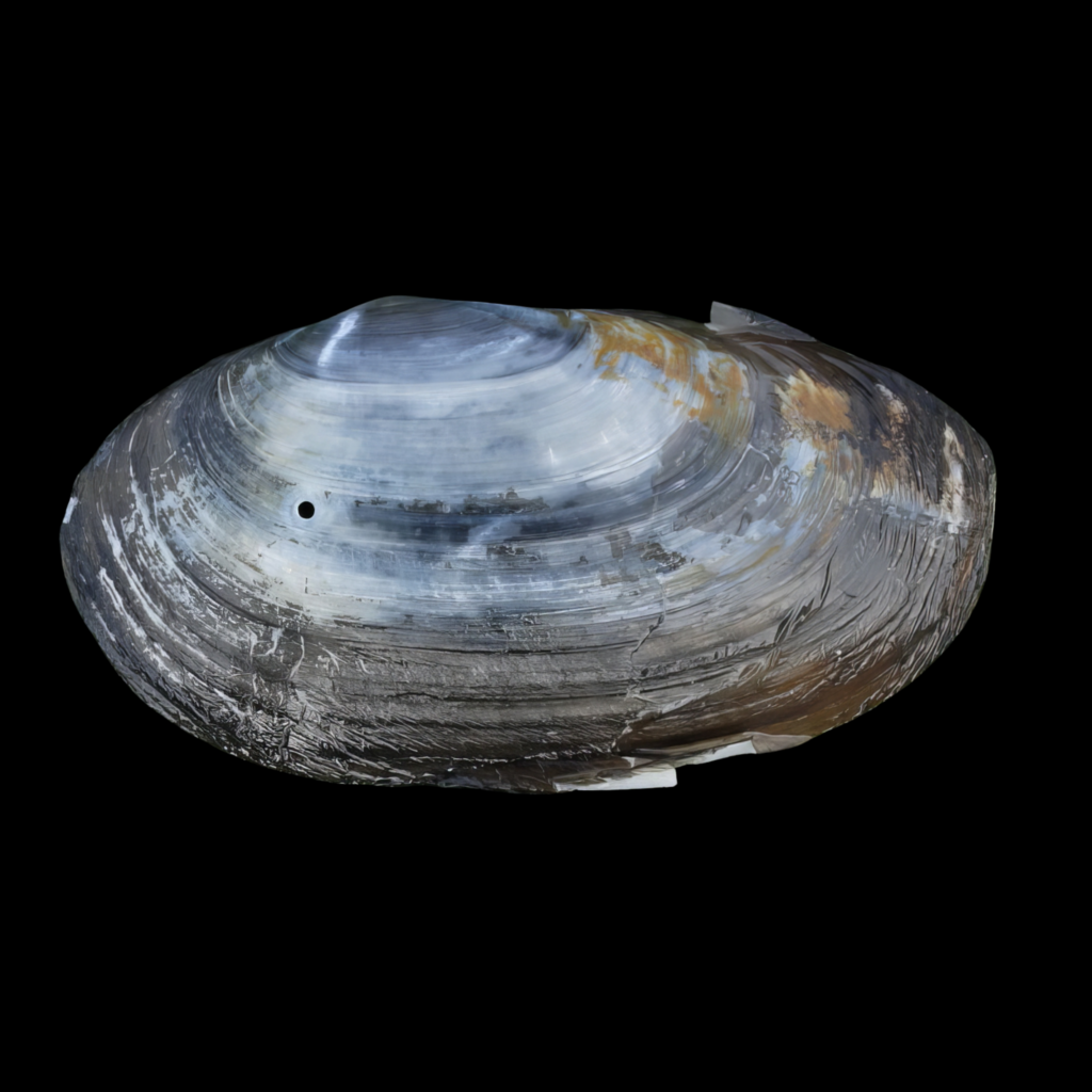 Anodonta Freshwater Shell (6cm)