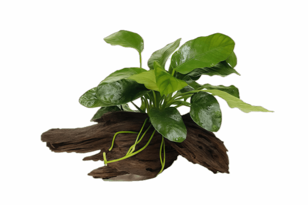 Anubias Barteri Plant On Driftwood 10cm