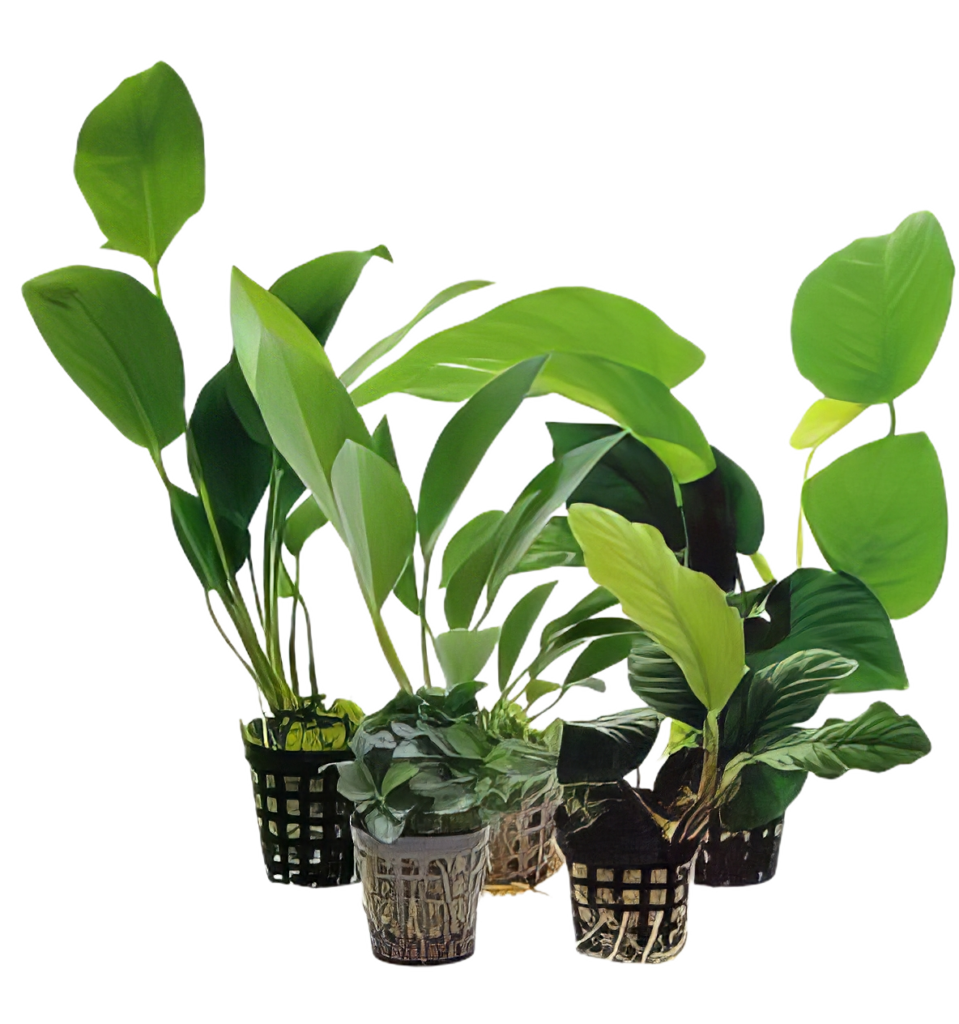 Ten Potted Assorted Anubias Plants