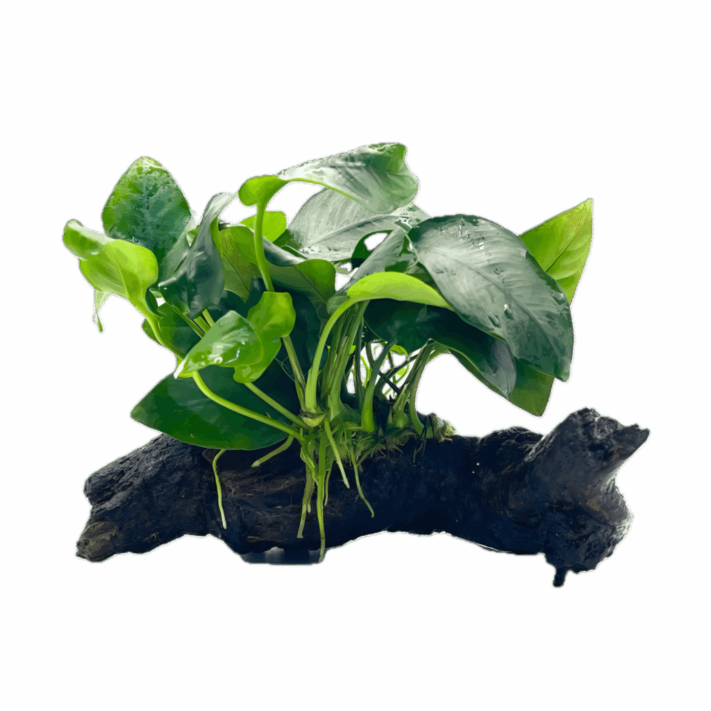Anubias Nana Plant On Driftwood 10cm