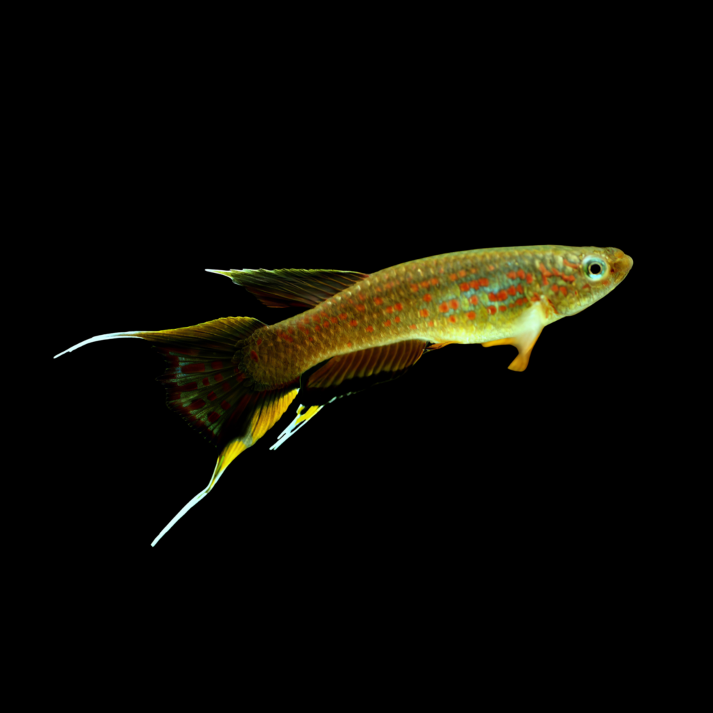Aphyosemion Australe Cap Esterias (4 - 5cm)