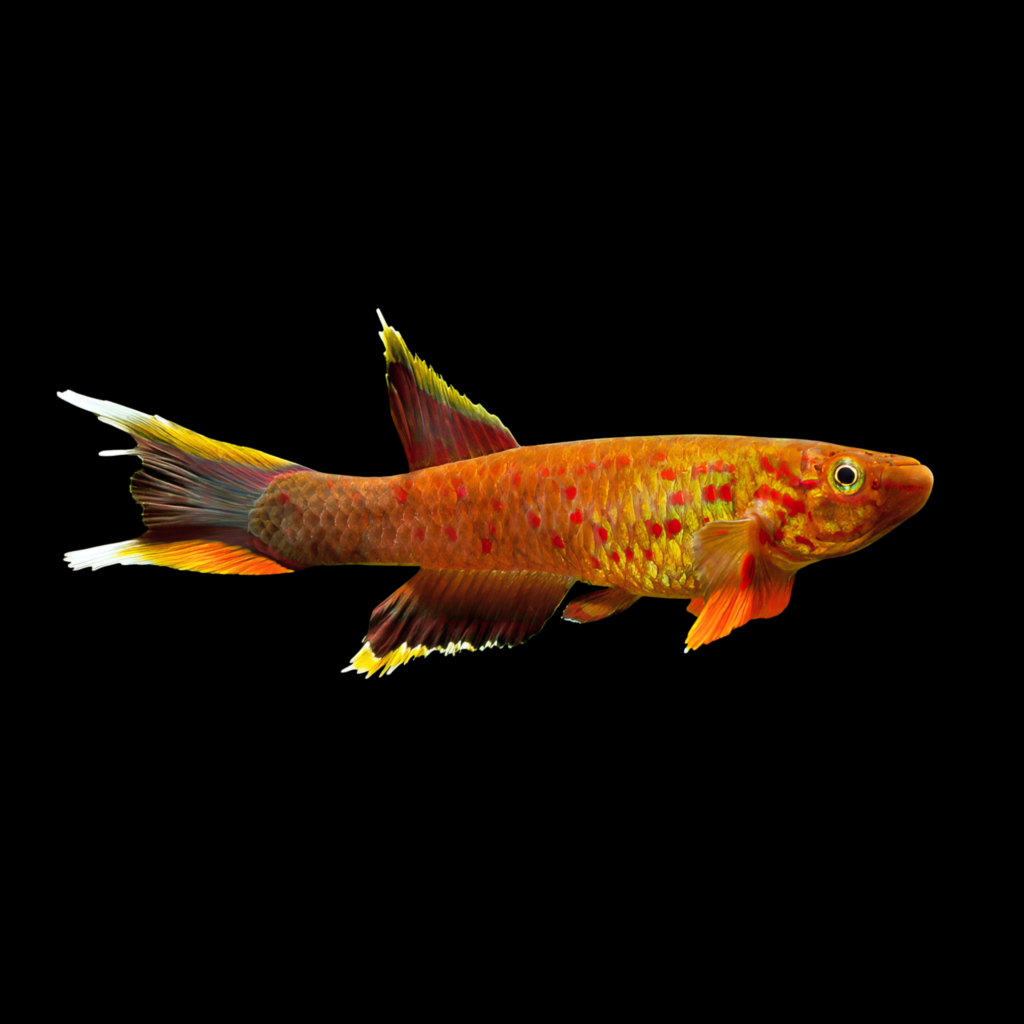 Amiet's Killie Aphyosemion Amieti (3 - 4cm)