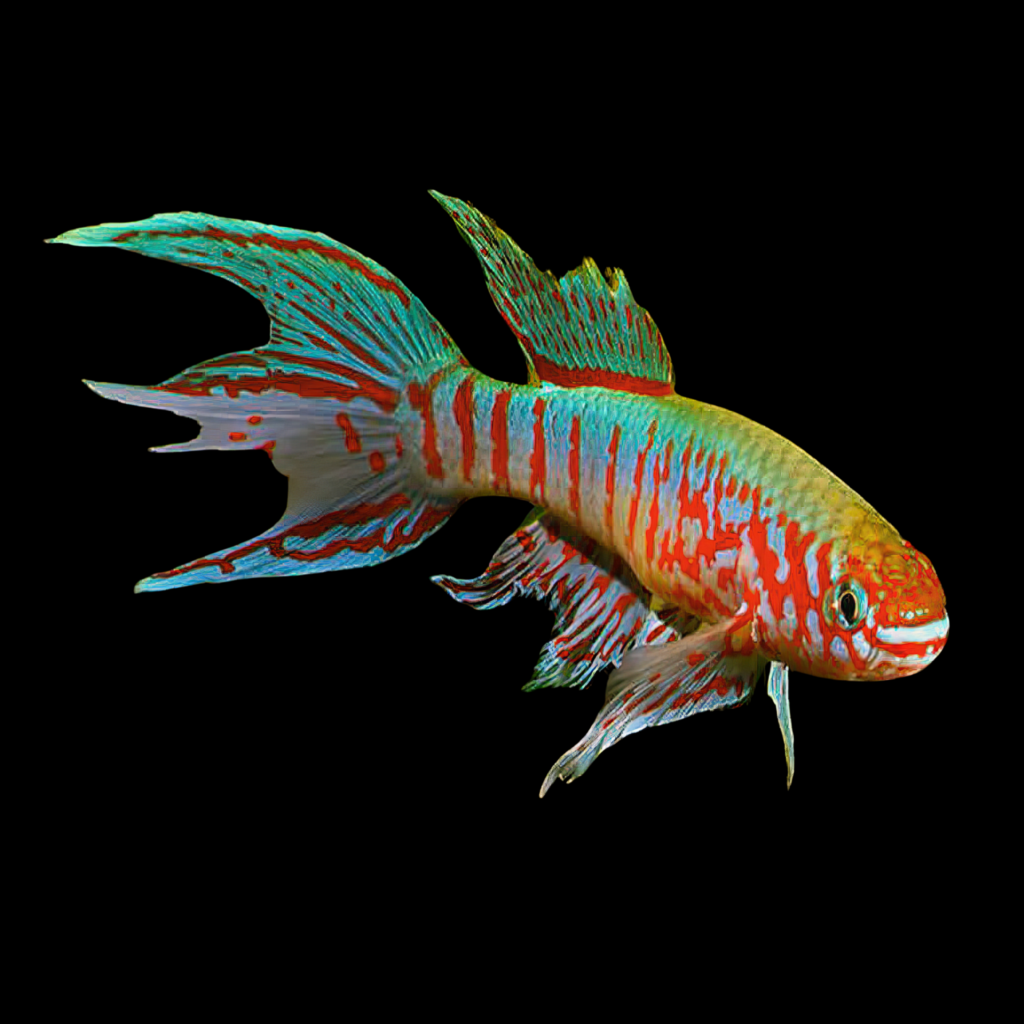 Sjoestedti's Killie Aphyosemion Sjoestedti (6 - 7cm)
