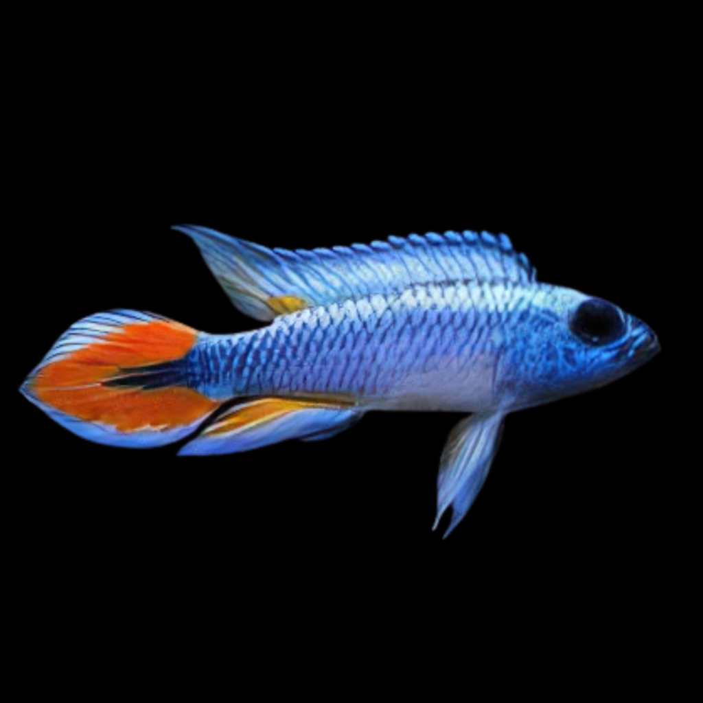 Agassiz' Dwarf Cichlid Blue Apistogramma Agassizii (L)