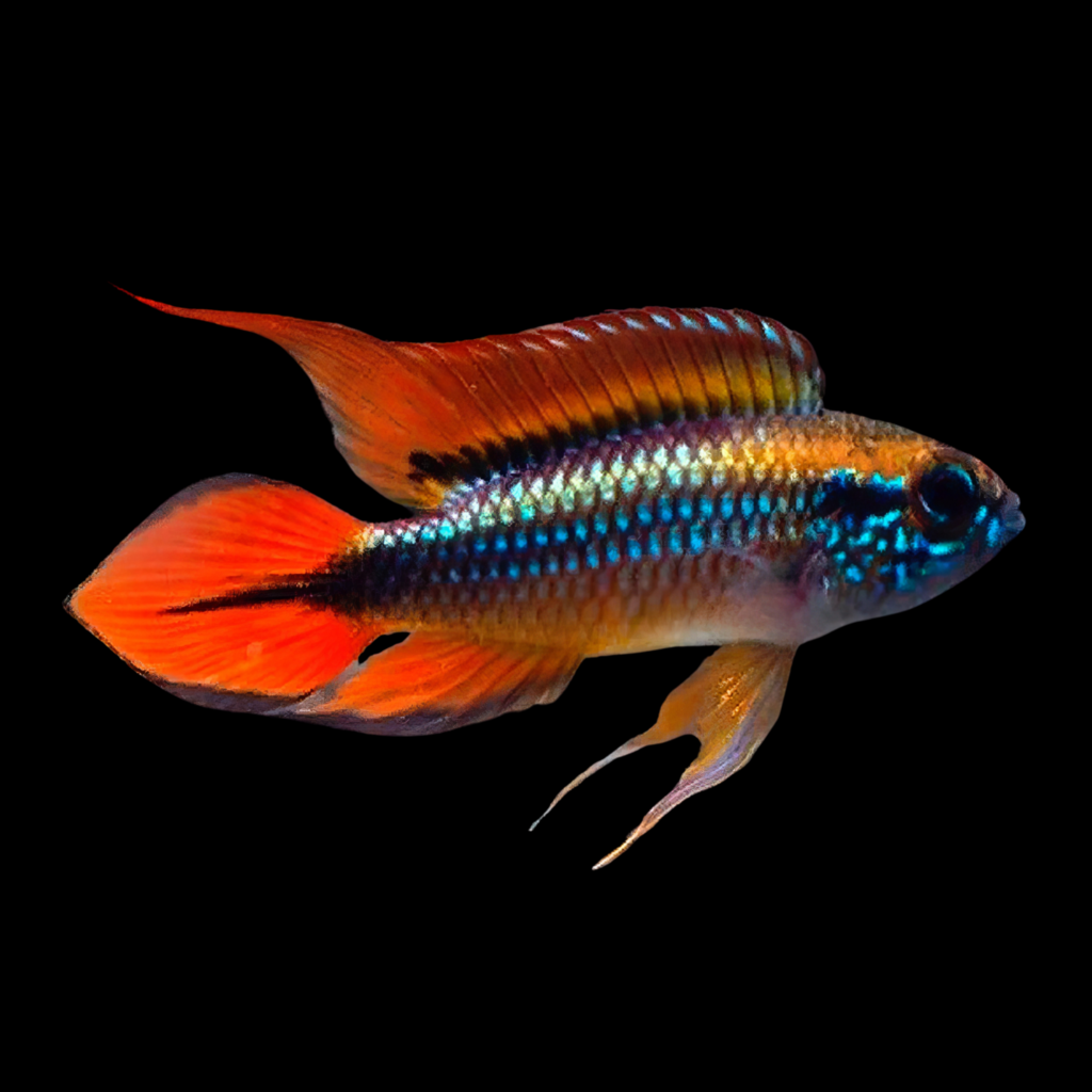 Agassiz’ Dwarf Double Red Apistogramma Agassizii (XL)