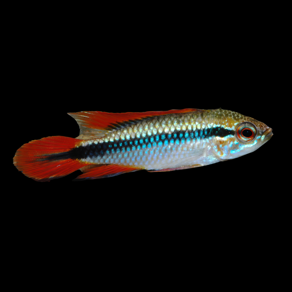 Agassiz' Dwarf Cichlid Red Dorsal Apistogramma Agassizii (3 - 4cm)