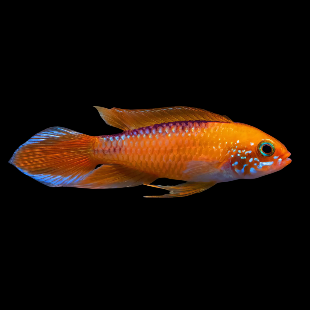 Agassiz' Dwarf Cichlid Super Red Apistogramma Agassizii (3 - 4 cm)