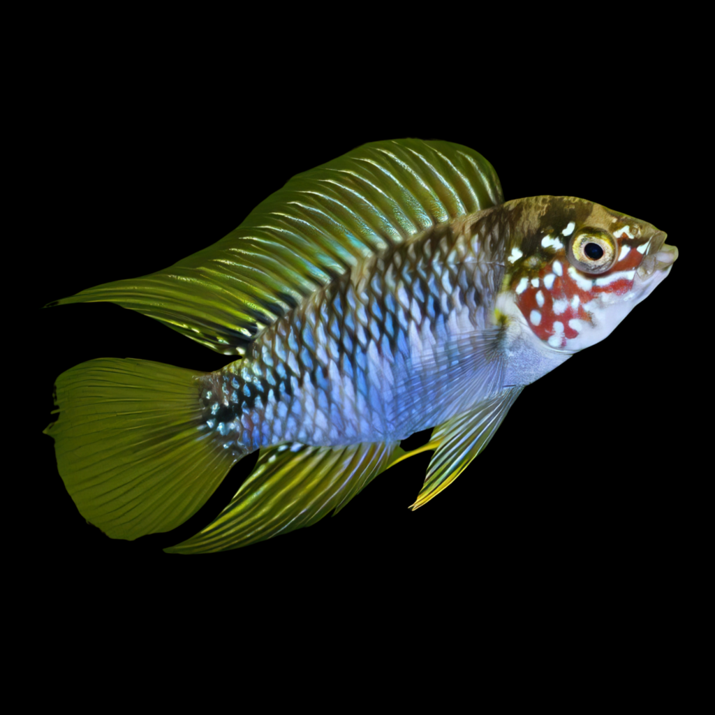 Agassiz’ Dwarf Cichlid Borelli Parquai Apistogramma Agassizii (3 - 4cm)
