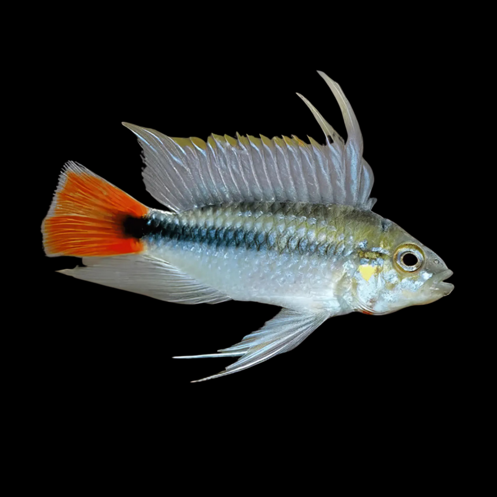 Agassiz’ Dwarf Cichlid Red Tailed Macmasteri Apistogramma Agassizzi (3 - 4 cm)