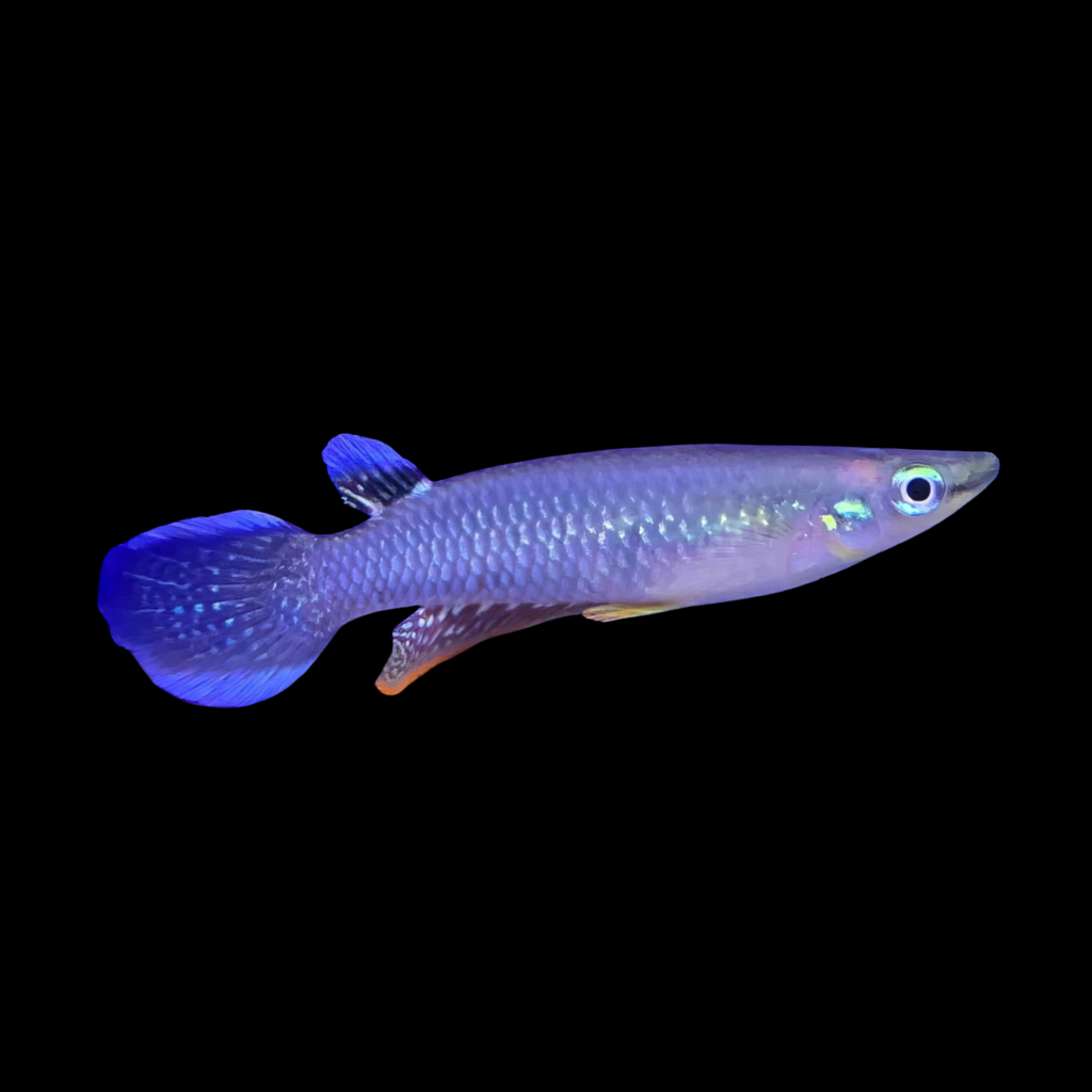 Blue Panchax Aplocheilus Panchax (3 - 4cm)
