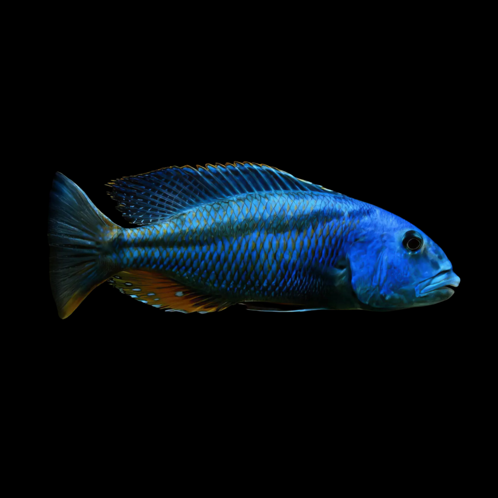 Malawi Hawk Aristochromis Christyi African Cichlid (7 - 9cm)