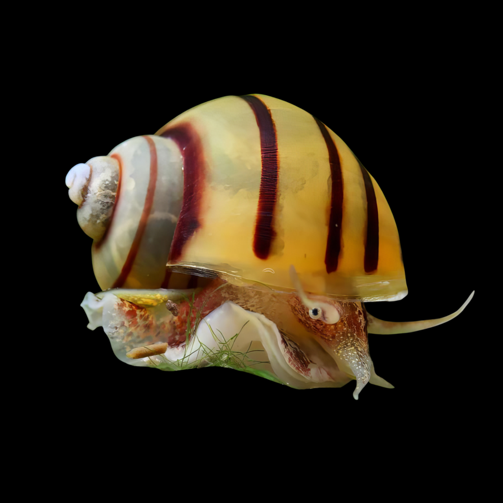 Asolene Spixi (1 - 1.5cm)