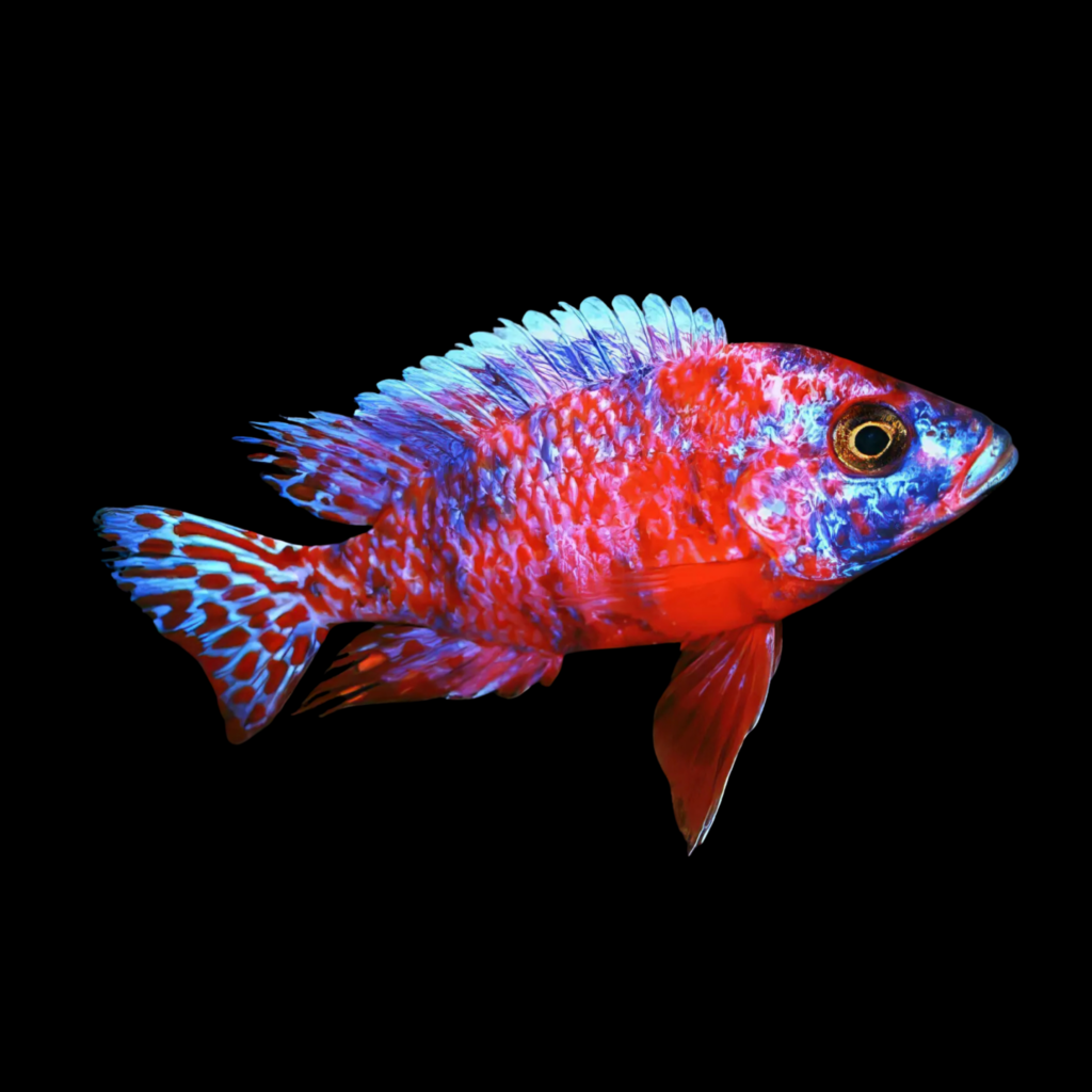 Calico Red Neon Peacock Cichlid Aulonocara (4 - 5cm)