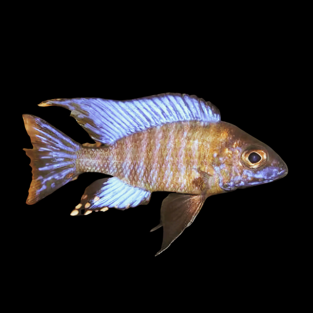 Ethelwihae Peacock Cichlid Aulonocara (4 - 5cm)