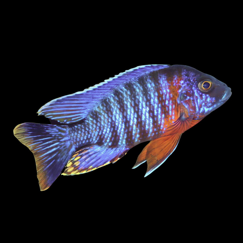 Hansbaenschi Peacock Cichlid Aulonocara (3 - 4cm)