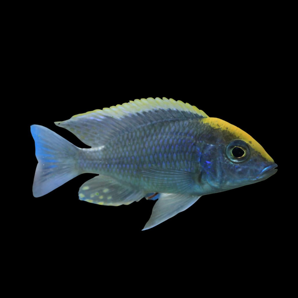 Candensis Blue Orchid Peacock Cichlid Aulonocara (4 - 5cm)