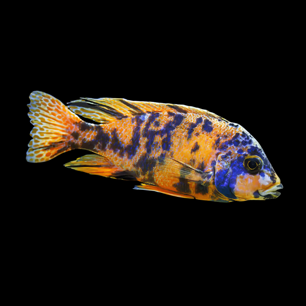 Scrapemouth Mbuna Marmelade Labeotropheus Trewawasae Marmelade African Cichlid (3 - 4cm)
