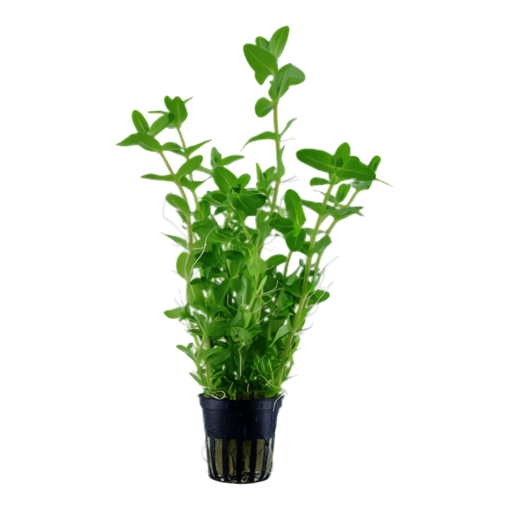 Five Potted Plants Bacopa Plant Bacopa Caroliniana