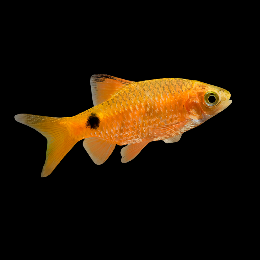 Barbus Puntius Conchonius Orange (3.5 - 4.5cm)