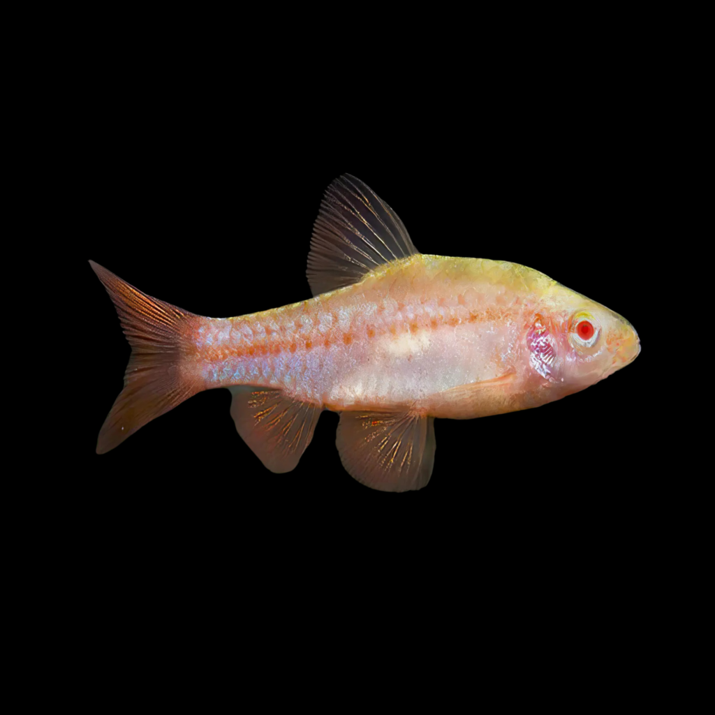 Cherry Barb Albino Barbus Titteya Albino (2.5 - 3cm)