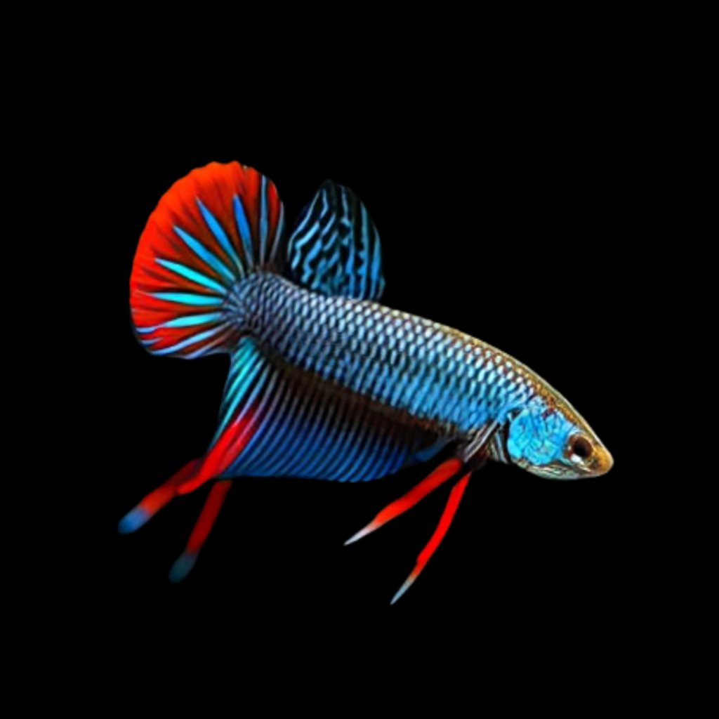 Crescent Betta Peaceful Betta Betta Imbellis (1.5 - 3cm)