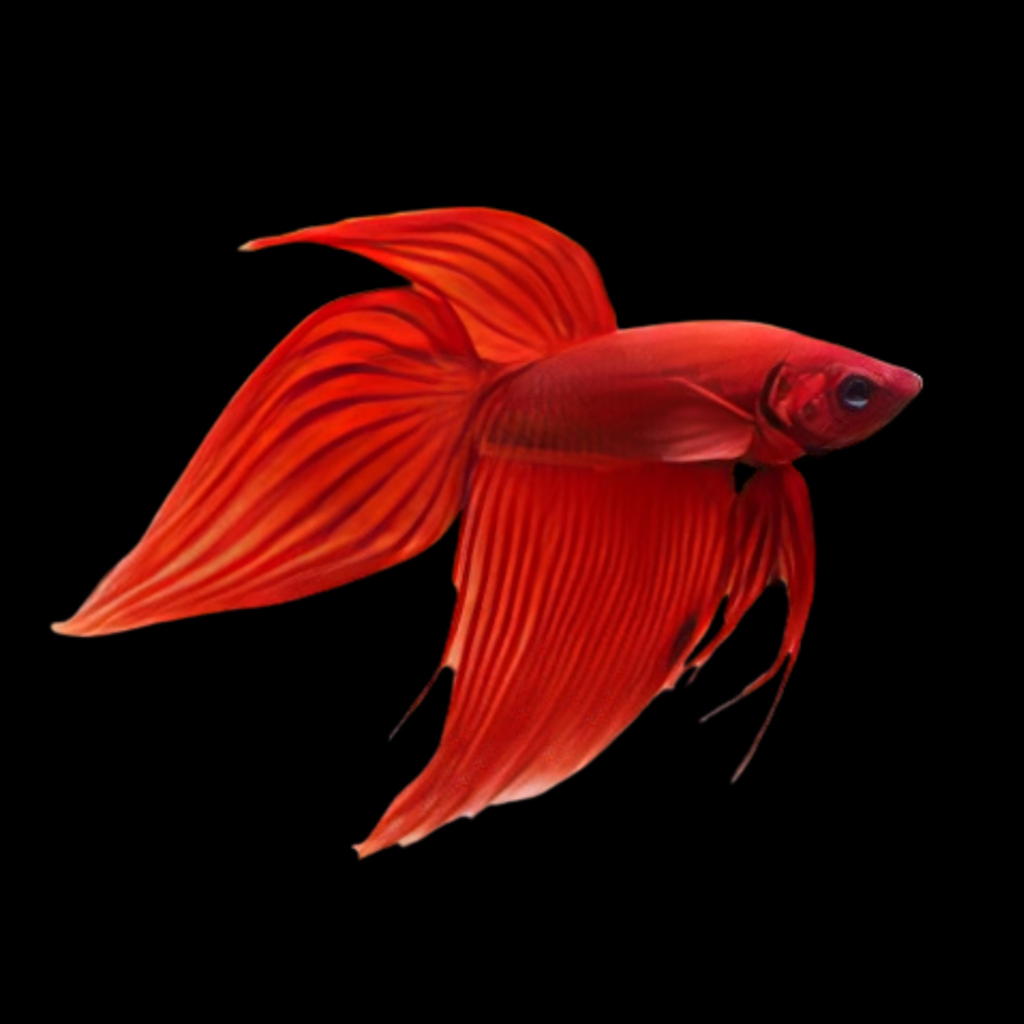 Long Fin Fighting Fish-Red Cambodian (Male) Betta Spl. Male Cambodian Red (XL)