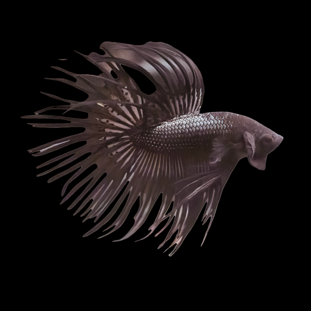 Betta Spl. Male Crowntail Black (L)