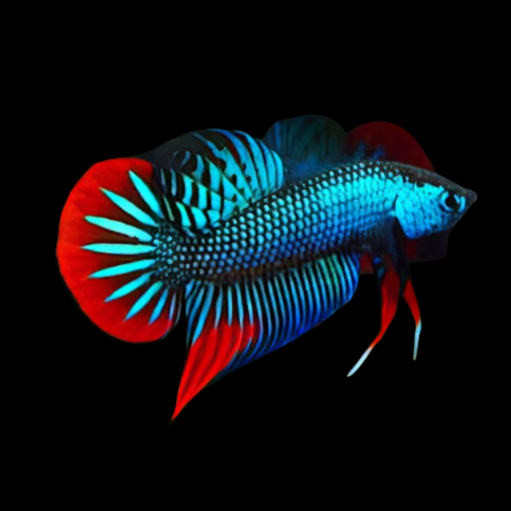 Betta Spl. Male Imbellis Red Tail (L)