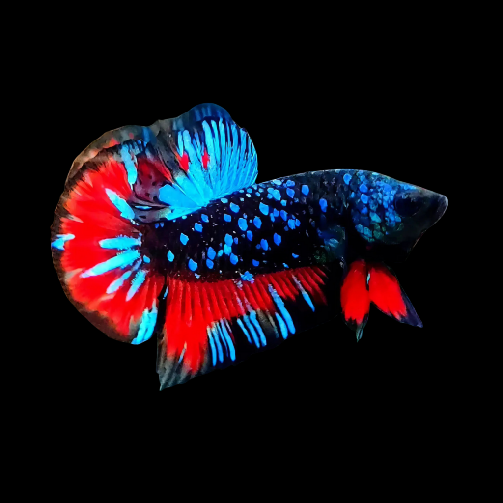 Betta Spl. Male Plakat Avatar (L)