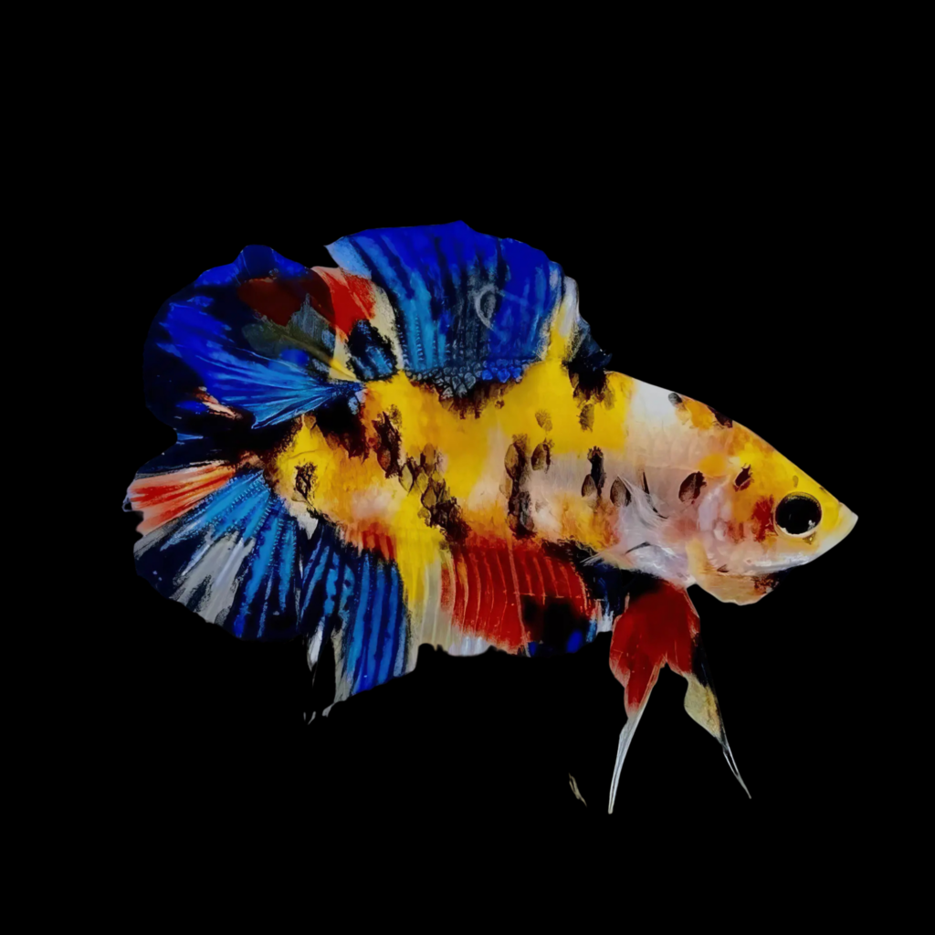Betta Spl. Male Plakat Double Tail Koi (XL)