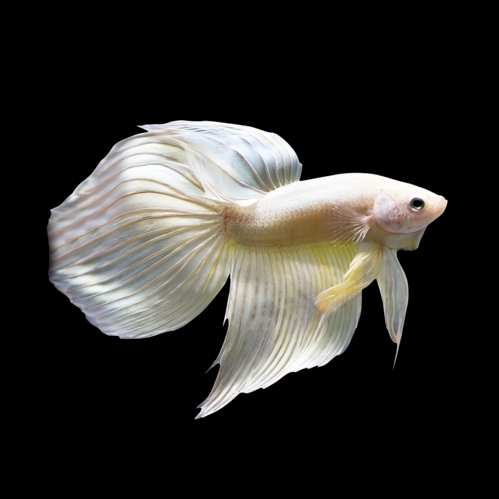 Libby Betta Split-Tailed Betta Albino - XL Betta Spl. Male Veiltail Albino (XL)
