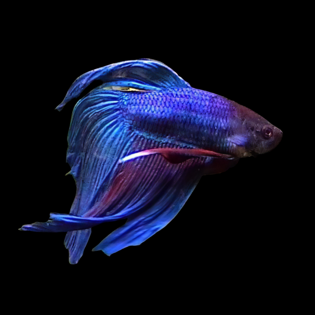 Standard Male Betta Betta Spl. Male Veiltail Mix (3 - 3.5cm)