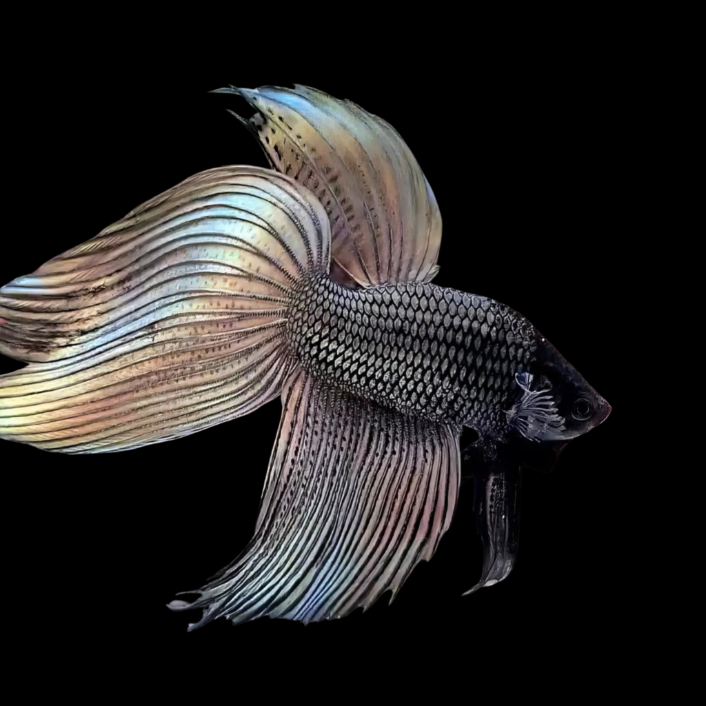 Long Fin Fighting Fish Grey Black Betta Spl. Male Veiltail Gray Black (XL)