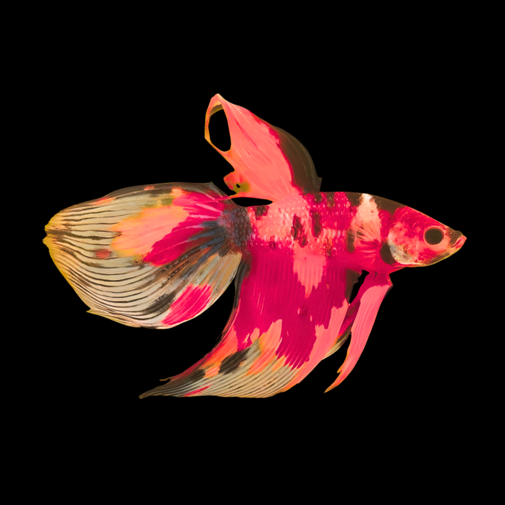 Betta Spl. Male Veiltail Nemo (XL)
