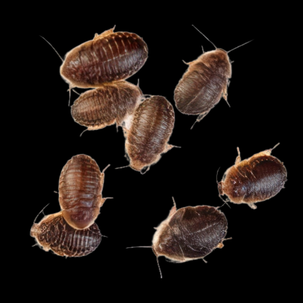 Blaptica / Dubia 10 Pcs - M
