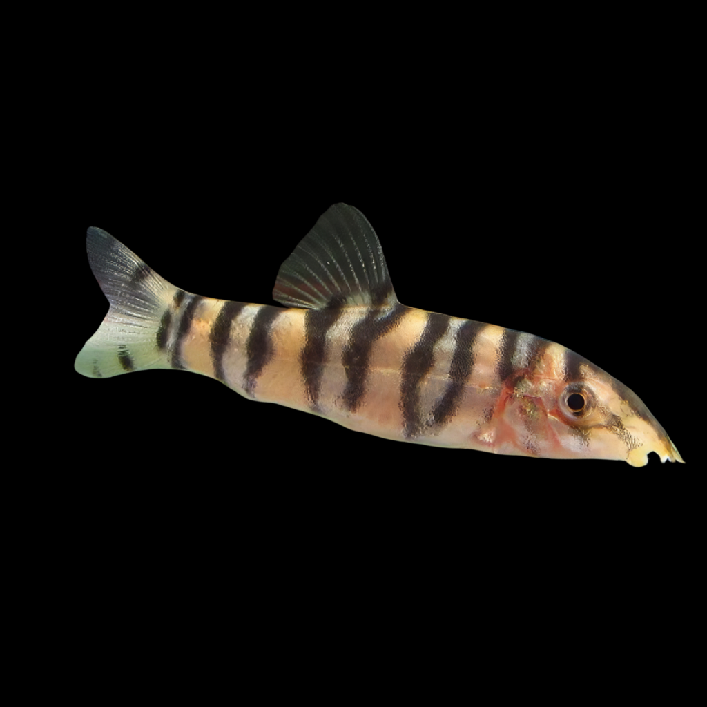 Botia Rostrata (5cm)