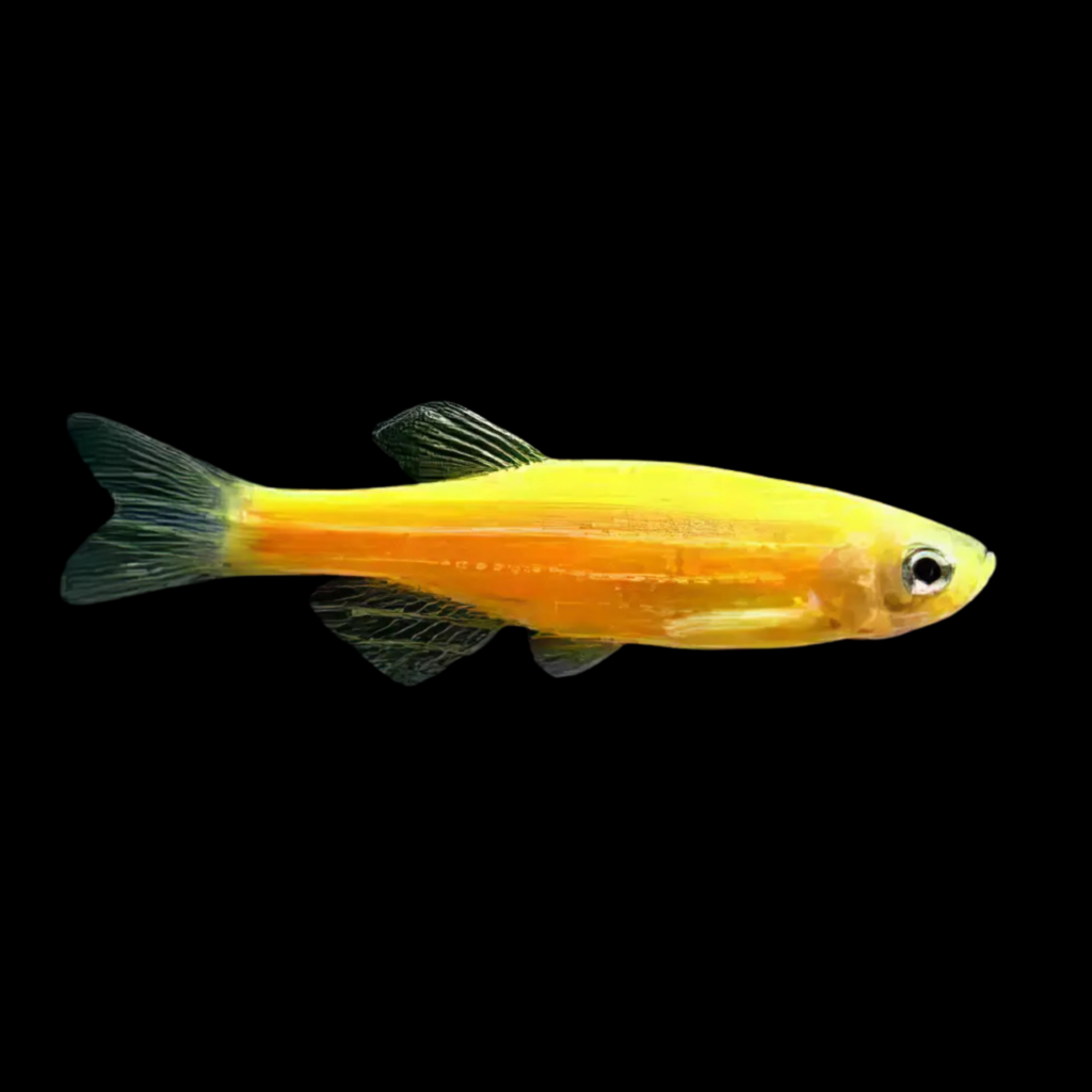 Gold Golden Danio > 3.8cm