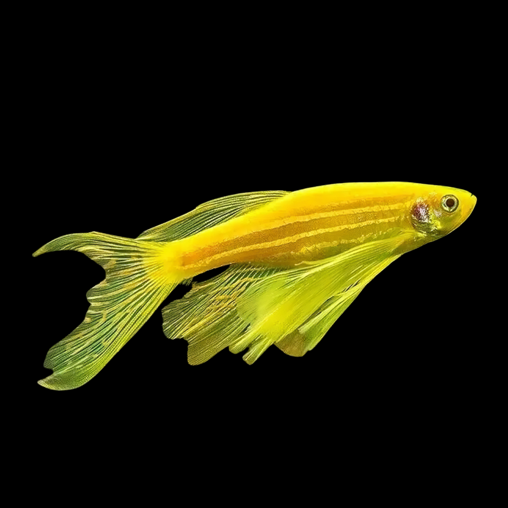 Golden Danio Long Fin > 3.8cm