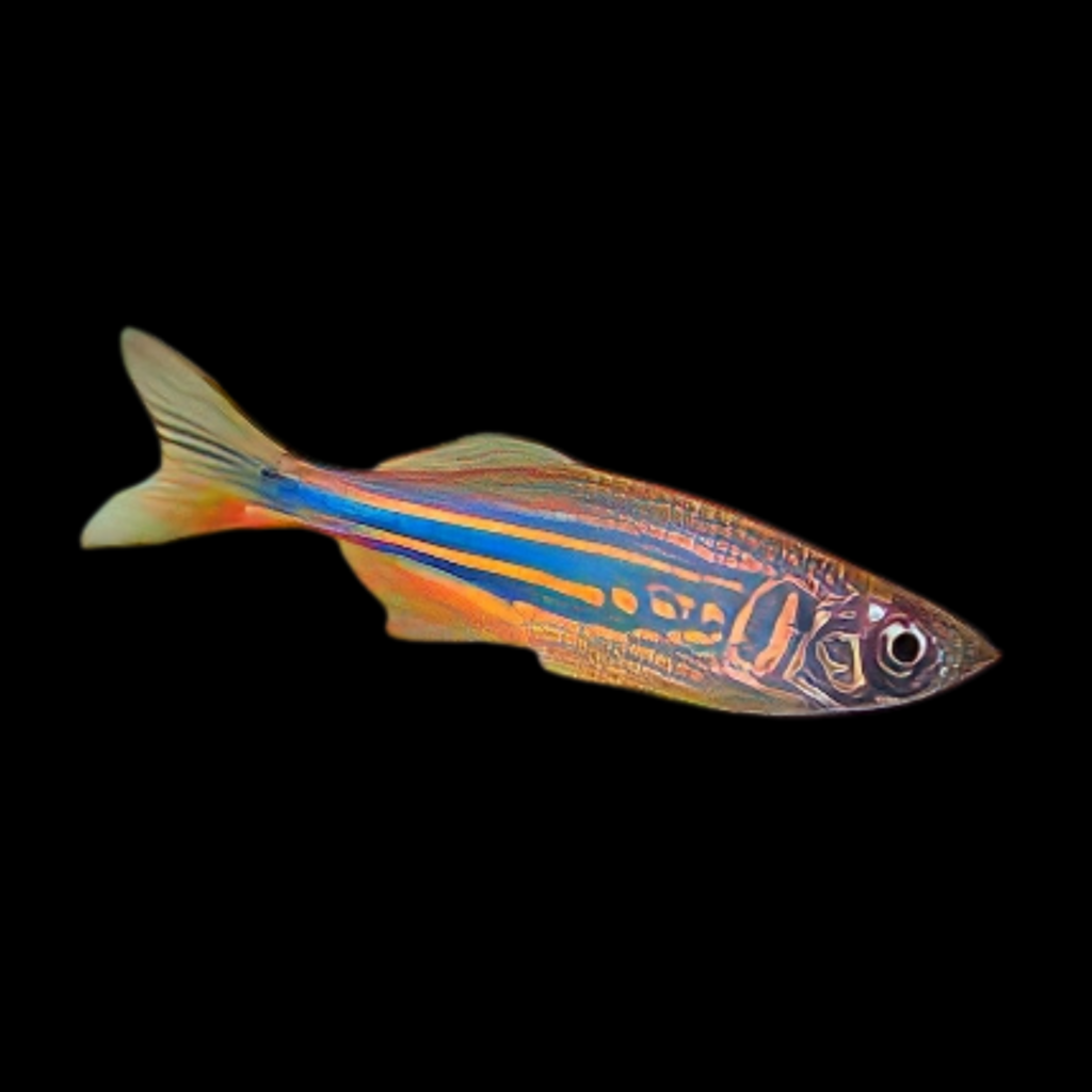 Danio Malabaricus Orange (3 - 4cm)