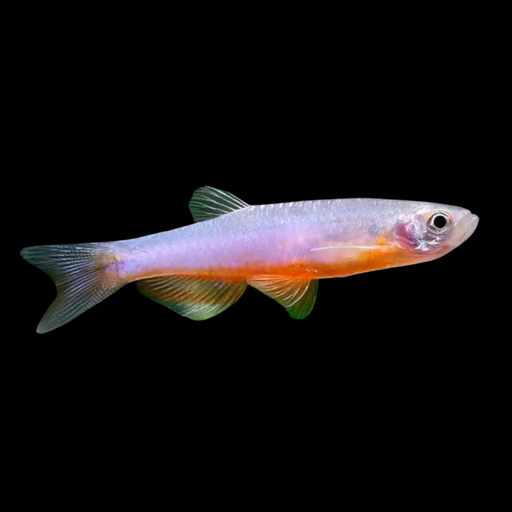 Assorted Danio Danio Rosea (2 - 2.5cm)