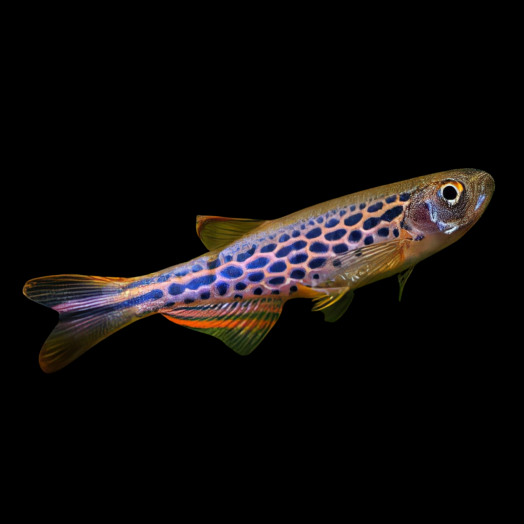Brachydanio Frankei Leopard Danio 2cm