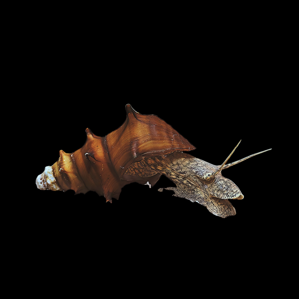 Pagoda Snail Brotia Pagodula (3 - 4cm)